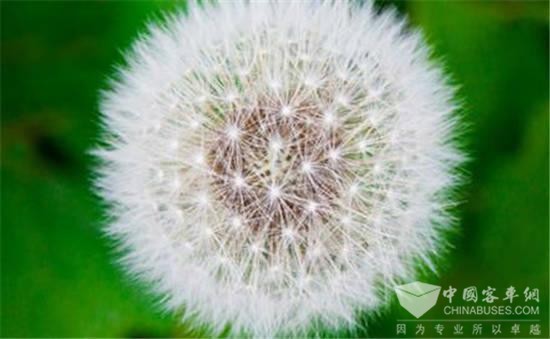 德国大陆集团：蒲公英橡胶轮胎投入测试