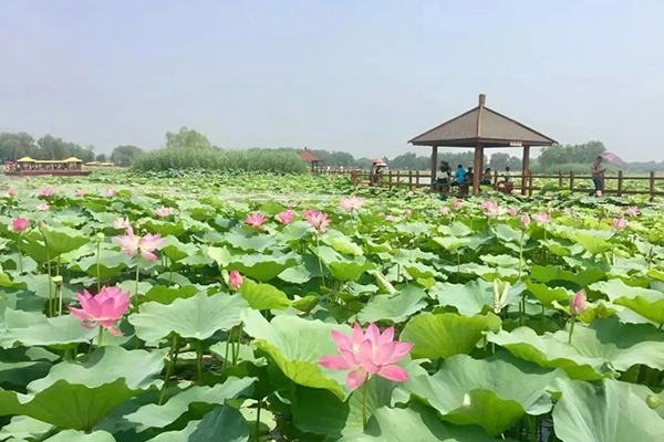 北京公交节假日专线6路开通 莲花池汽车站直达白洋淀景区