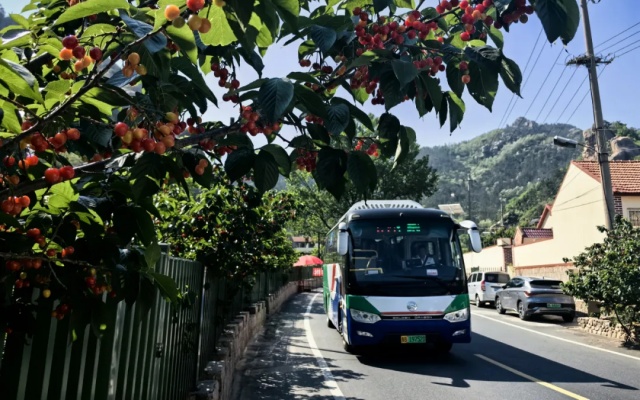 “樱”你而来 温馨巴士发布吃樱桃乘车攻略