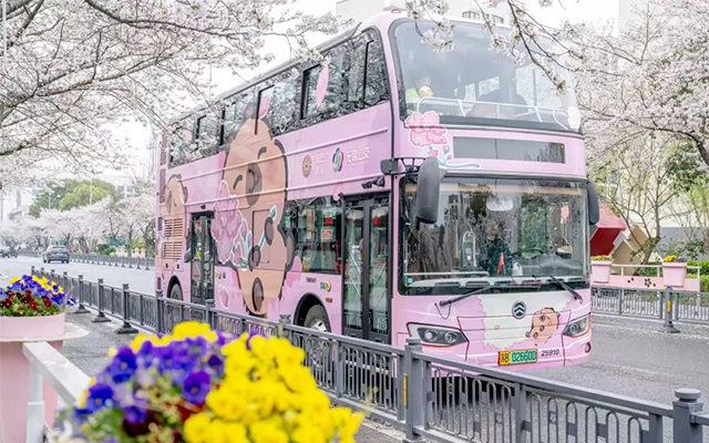 无锡公交打造卡皮巴拉樱花专列 解锁春日出行新玩法