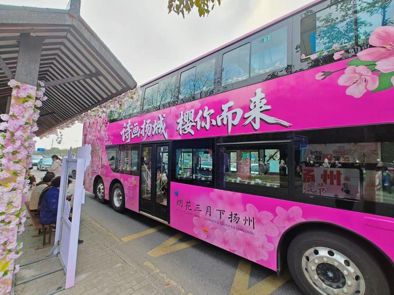 串联赏樱观光新模式！苏州金龙双层巴士开进扬州浪漫樱花季